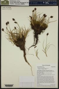 Carex ebenea image