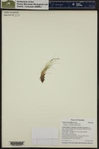 Festuca minutiflora image