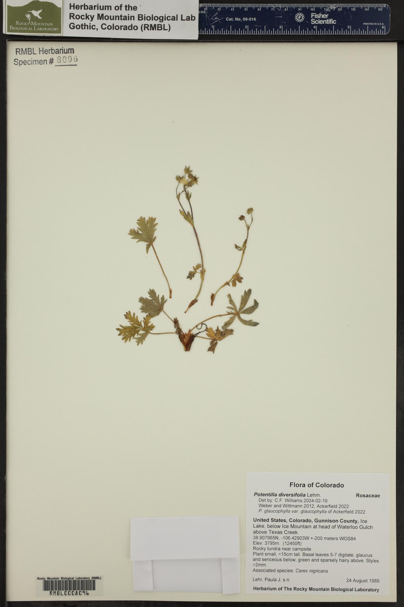 Potentilla diversifolia image