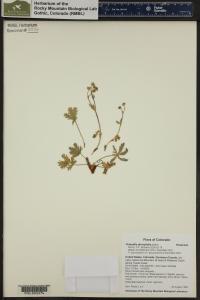 Potentilla diversifolia image