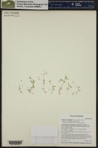 Stellaria umbellata image