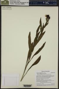 Senecio bigelovii image