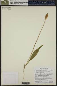Erythronium grandiflorum image