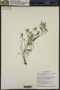 Heterotheca villosa image