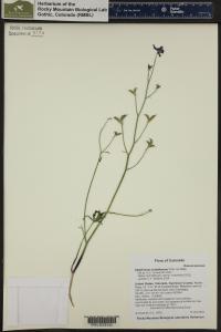 Delphinium nuttallianum image