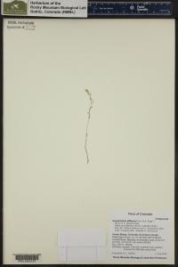 Gayophytum diffusum image