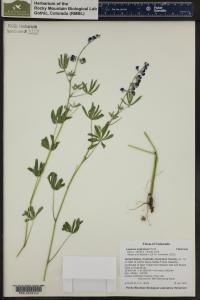 Lupinus argenteus image