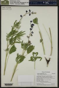 Lupinus polyphyllus image