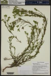 Madia glomerata image