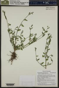 Chenopodium atrovirens image
