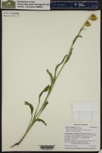 Senecio bigelovii image