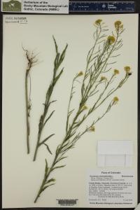 Erysimum cheiranthoides image