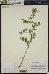 Lathyrus lanszwertii var. leucanthus image