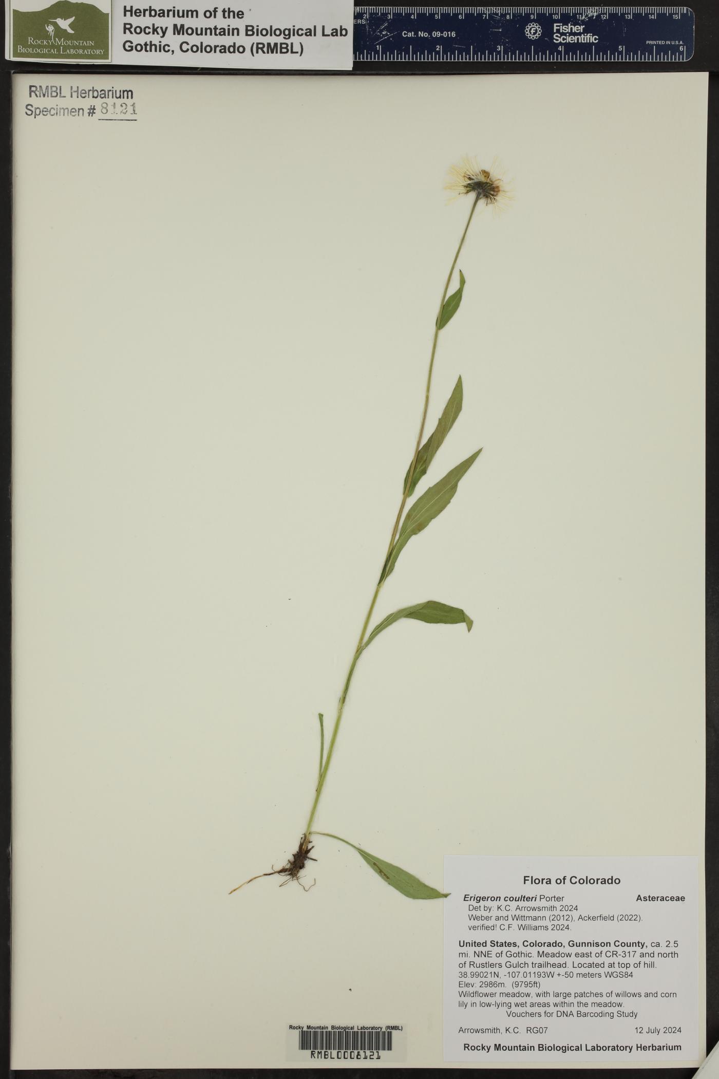Erigeron coulteri image