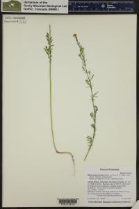 Descurainia incana image