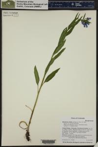 Mertensia ciliata image