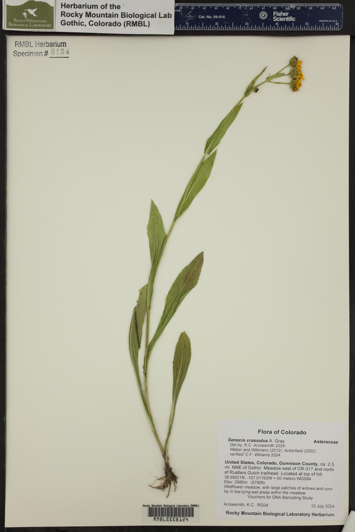 Senecio crassulus image