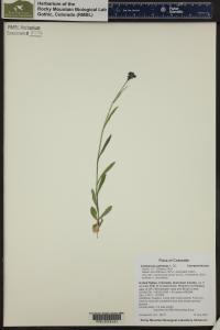 Campanula rotundifolia image