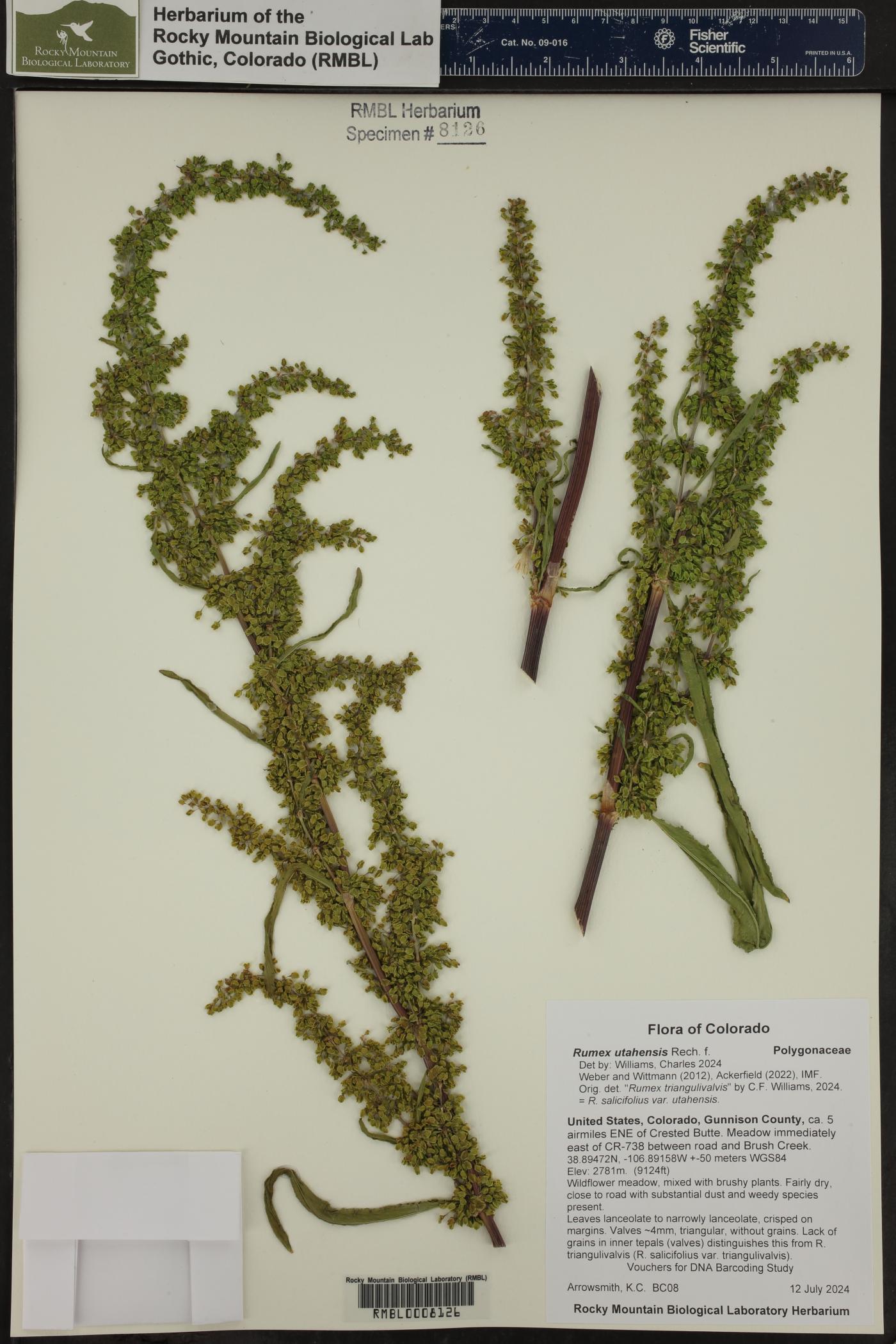 Rumex utahensis image