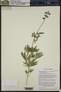 Lupinus polyphyllus image
