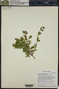 Symphoricarpos rotundifolius image