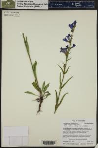 Penstemon strictus image
