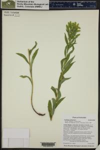 Solidago altissima image