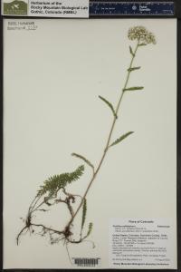 Achillea millefolium image