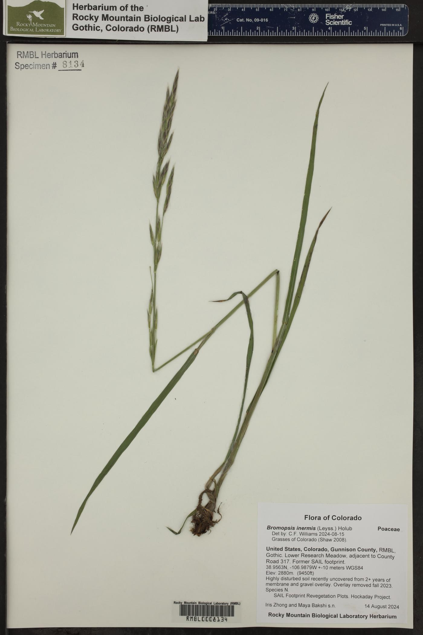 Bromus inermis var. inermis image