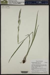 Bromus inermis image
