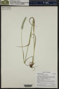Phleum pratense image