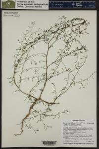 Gayophytum diffusum image