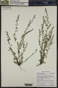 Polygonum aviculare image