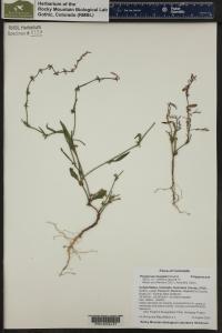 Polygonum douglasii image