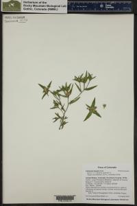 Collomia linearis image