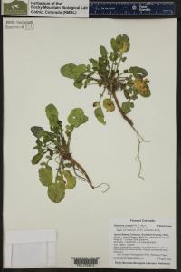 Barbarea vulgaris image