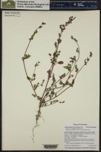 Chenopodium atrovirens image