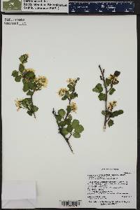 Amelanchier alnifolia image