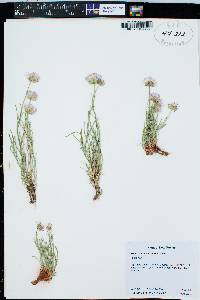 Erigeron pulcherrimus image