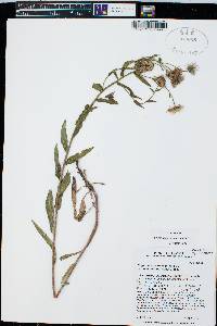 Erigeron speciosus image