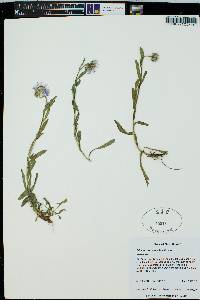 Erigeron speciosus image