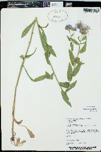 Erigeron speciosus image