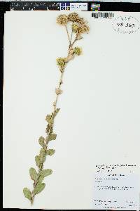 Grindelia ciliata image