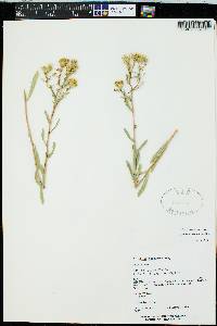 Grindelia arizonica image