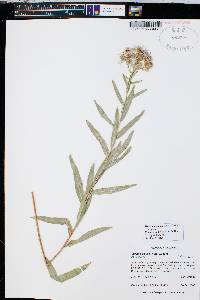 Herrickia glauca image