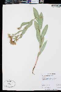 Herrickia glauca image