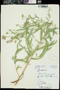 Herrickia glauca image