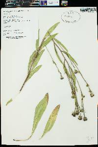 Helianthella microcephala image