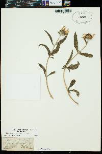 Helianthus maximiliani image