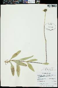 Helianthus pauciflorus subsp. subrhomboideus image